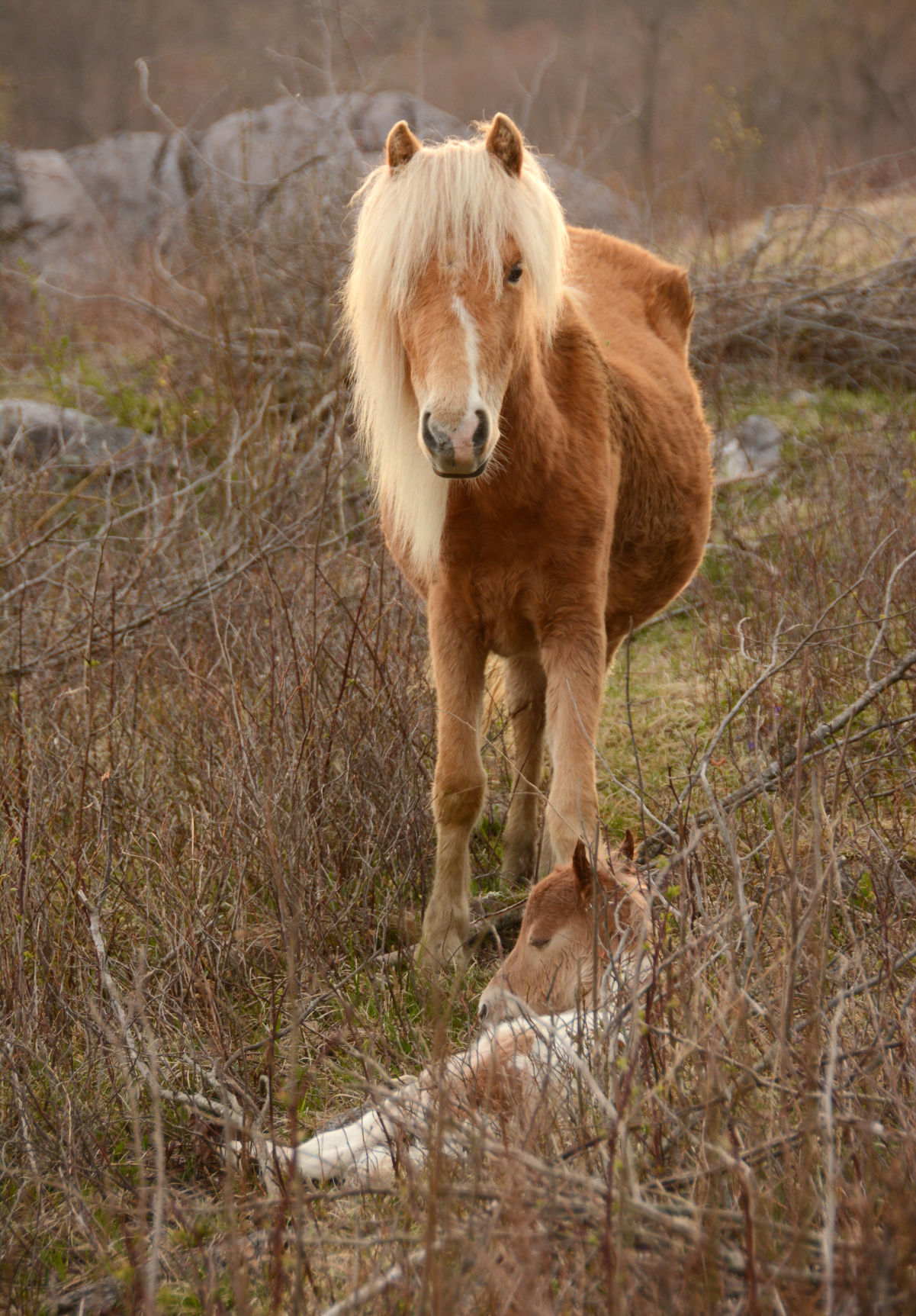 Mount Rogers National Recreation Area